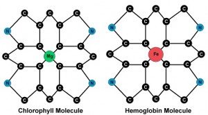 Chlorophyll & Hemoglobin Molecules