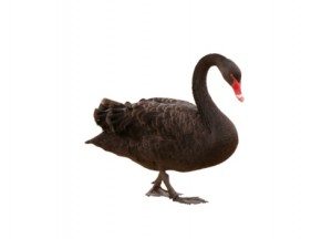 black swan